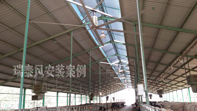 瑞泰風(fēng)工廠車間用大型工業(yè)吊扇，養(yǎng)殖場應(yīng)用案例